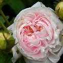 R_Cuisse de nymphe_CM05